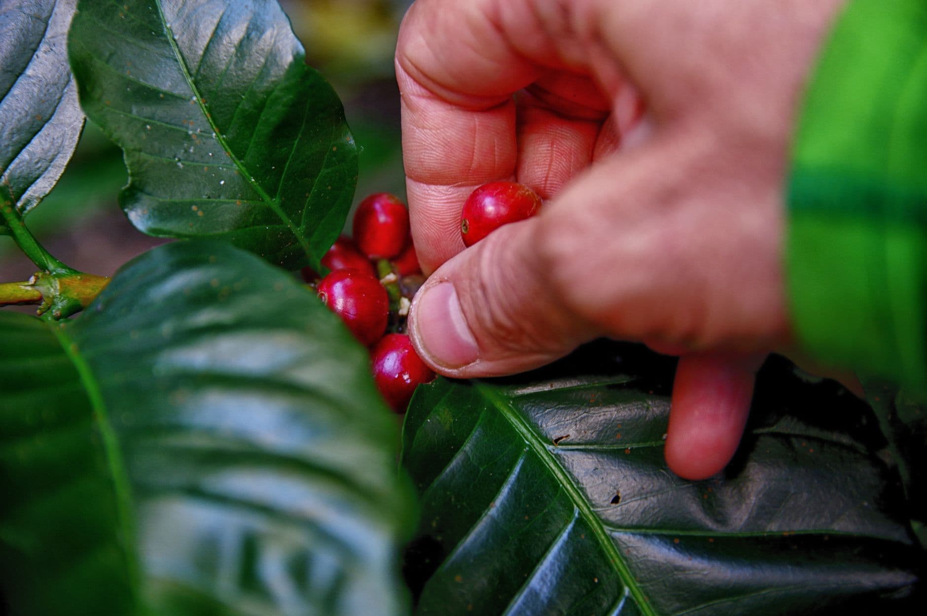 A hand picking ripe red coffee cherries from the branch.